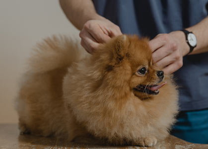 Pomeranian Irkı Özellikleri Nelerdir, Bakımları Nasıl Olmalıdır?