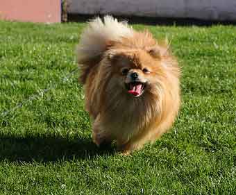 Pomeranian Boo Sahiplenmek İsteyenlerin bilmesi Gerekenler