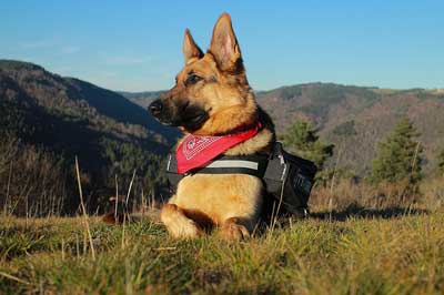 En zeki köpek cinslerinden olan Alman Kurdu