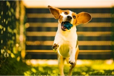 Beagle Cinsi Köpek Fiziksel Özellikleri