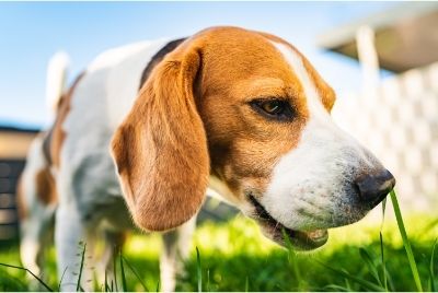 Beagle Cinsi Köpek Diğer kedilerle anlaşır mı