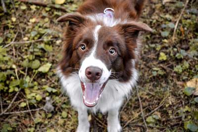 En zeki köpek cinleri arasından Border Collie