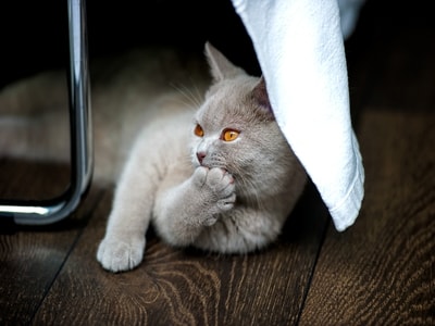 british shorthair kediler hakkında bilgiler