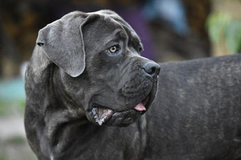 Cane Corso Itkı Köpeklerin Eğitimi Zor Mudur?