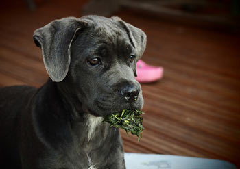 Cane Corso Cinsi Yavru Nasıl Beslenir