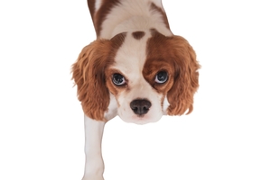 Cavalier King Charles ırkı ve özellikleri Hakkında