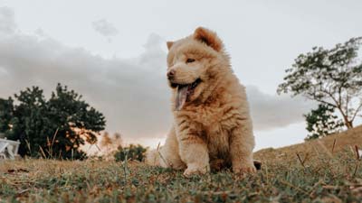 Cin Aslani Chow Chow Kopek Cinsi Ve Ozellikleri