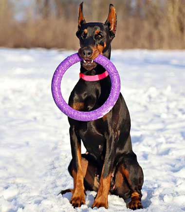 En zeki köpek cinslerinden olan Doberman