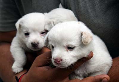 Yavru Köpek İsimleri Önerileri