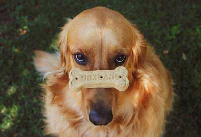 En zeki köpek cinslerinden olan Golden Retriever