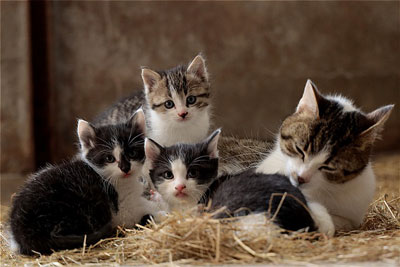 Hamile ve Emziren Kedilerin Bakımı