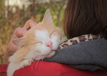 Kedi sahiplenmek için gerekli şeyler nelerdir