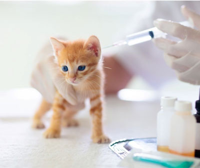 Kediler İçin Gerekli Aşılar Hangileridir?