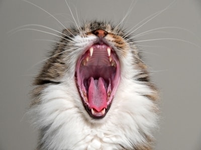 Kedilerdeki diş problemleri ve iştahsızlık
