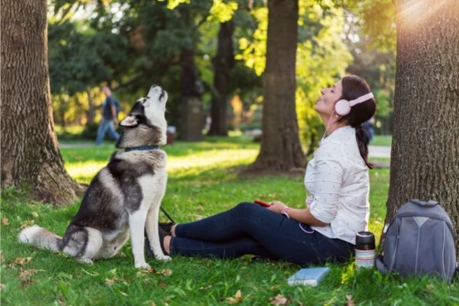 köpeğim sürekli uluyor