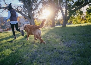 Köpeklerin En Sevdiği Oyunlar