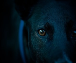 Köpekler Neden Sahiplerine Dik Dik Bakarlar
