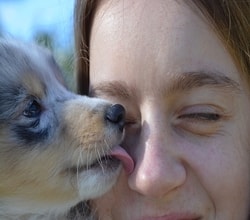 Köpekler Sevgilerini Nasıl Belli Eder