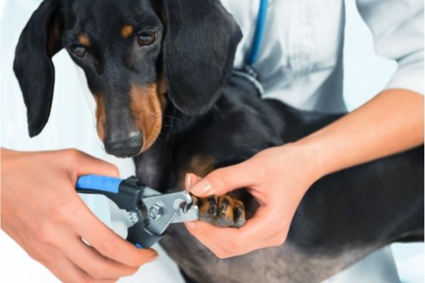 Köpekler Tırnak Kesmekten Neden Hoşlanmaz?