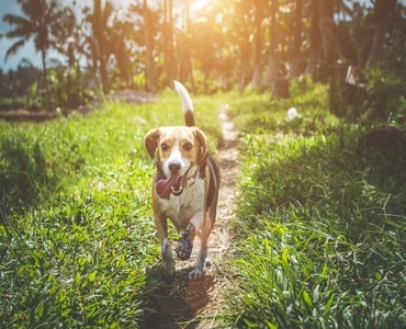 Köpeklerde Kısırlaştırma Ameliyatının Faydaları