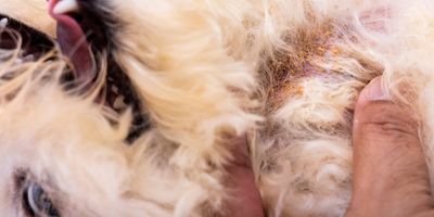 Köpeklerde Mantar Hastalığı Neden ve Nasıl Oluşur