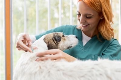 Yavru Köpeklerde Aşı Takvimi