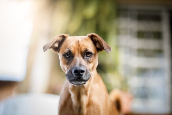 Köpeklere Dik Dik Bakılır mı?