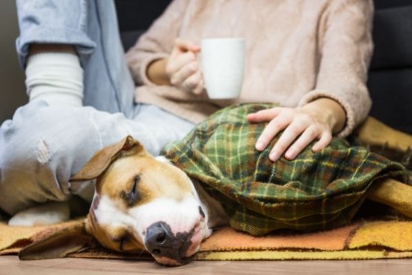 Köpekler Aniden Uyandırılır mı?