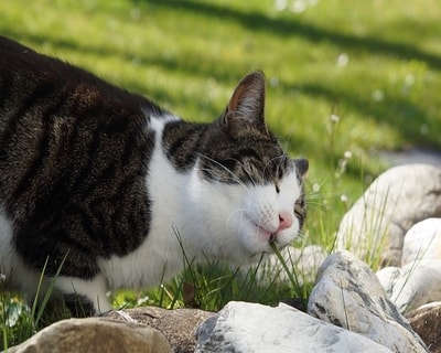 kedi otu faydaları nelerdir