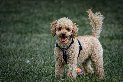 En zeki köpek cinslerinden olan Kaniş Cinsi