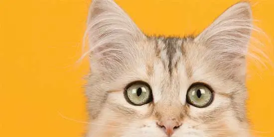 Hipoalerjenik Kedi Maması