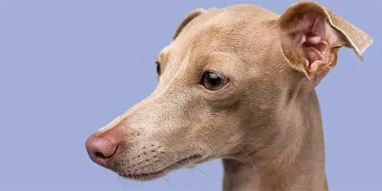 Hipoalerjenik Köpek Maması