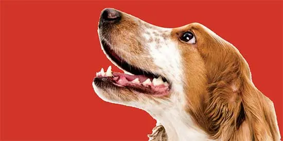 Irklara Özel Köpek Maması