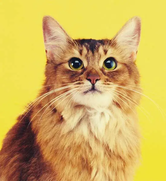 Kedi Mamaları