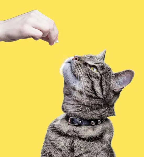 Kedi Ödül Maması