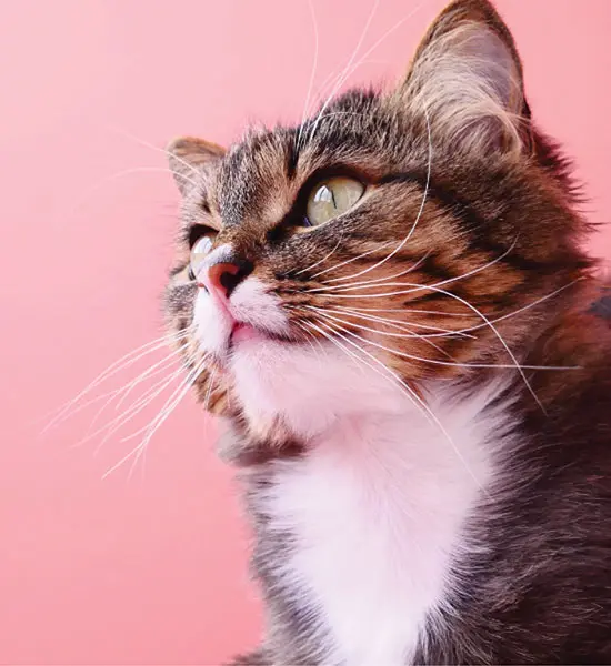 Kısırlaştırılmış Kedi Mamaları