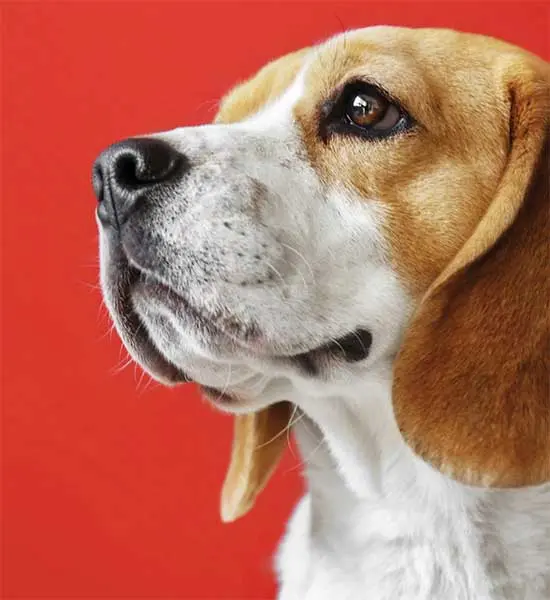 Köpek Mamaları