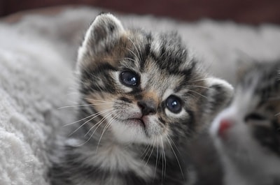 Yavru Kedi Mamasi Secerken Dikkat Edilmesi Gerekenler Nelerdir