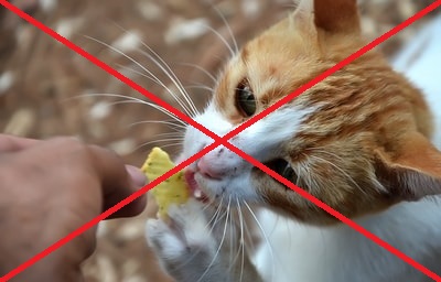 Yavru kedilere yasak gıdalar