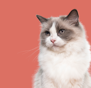 Kedi