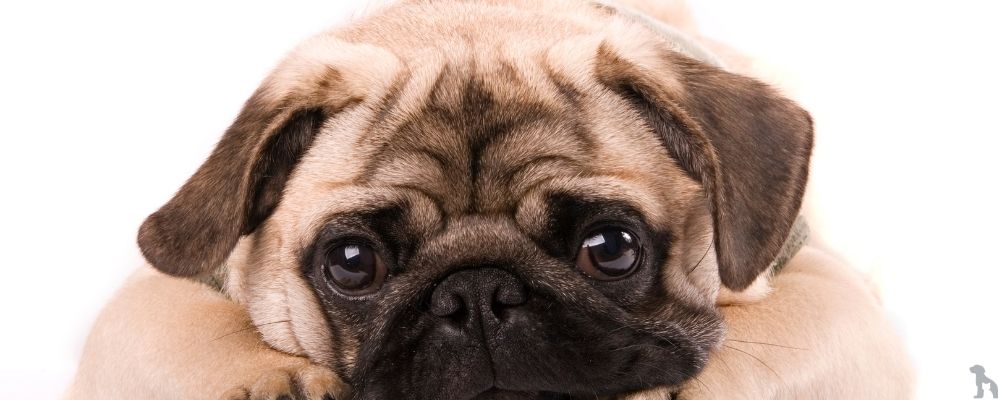 En İyi 10 Pug Cinsi Köpek Maması (2025)