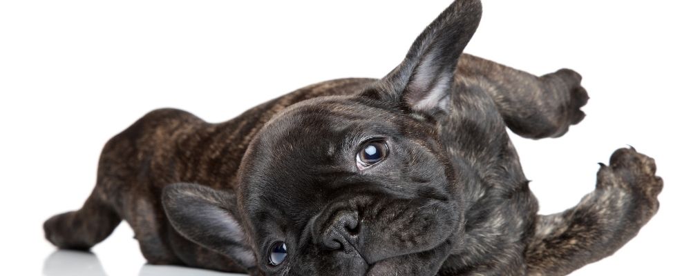 French Bulldog’lar İçin Beslenme Önerileri: En İyi 5 Mama Tavsiyesi (2025)