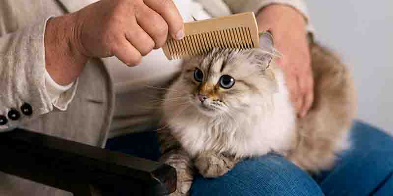 İyi Bir Tüy Bakımı için En İyi Kedi Tarağı Önerisi