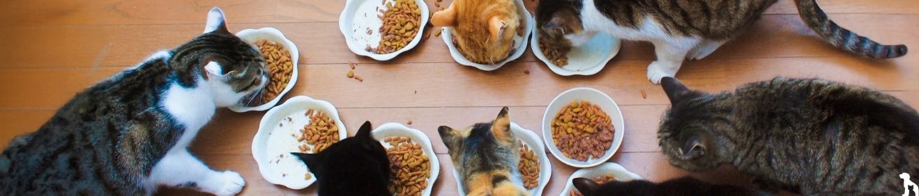 Kedim ve Köpeğim İçin En İyi Mama | Orijinal ve Onaylı – Evinemama.com