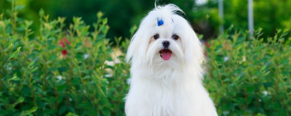 Maltese Terrier’lar İçin Mama Rehberi: En İyi 5 Maltese Terrier Maması (2025)