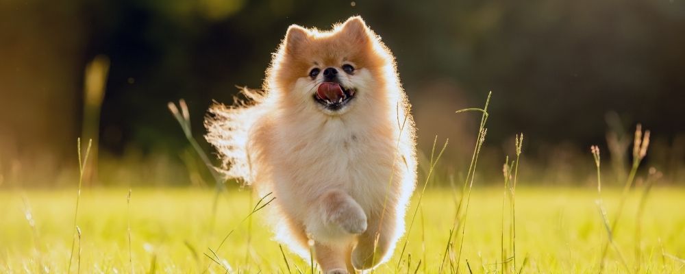 Pomeranianlar Özel Beslenme İpuçları: Pomeranian İçin En İyi 10 Mama Önerisi