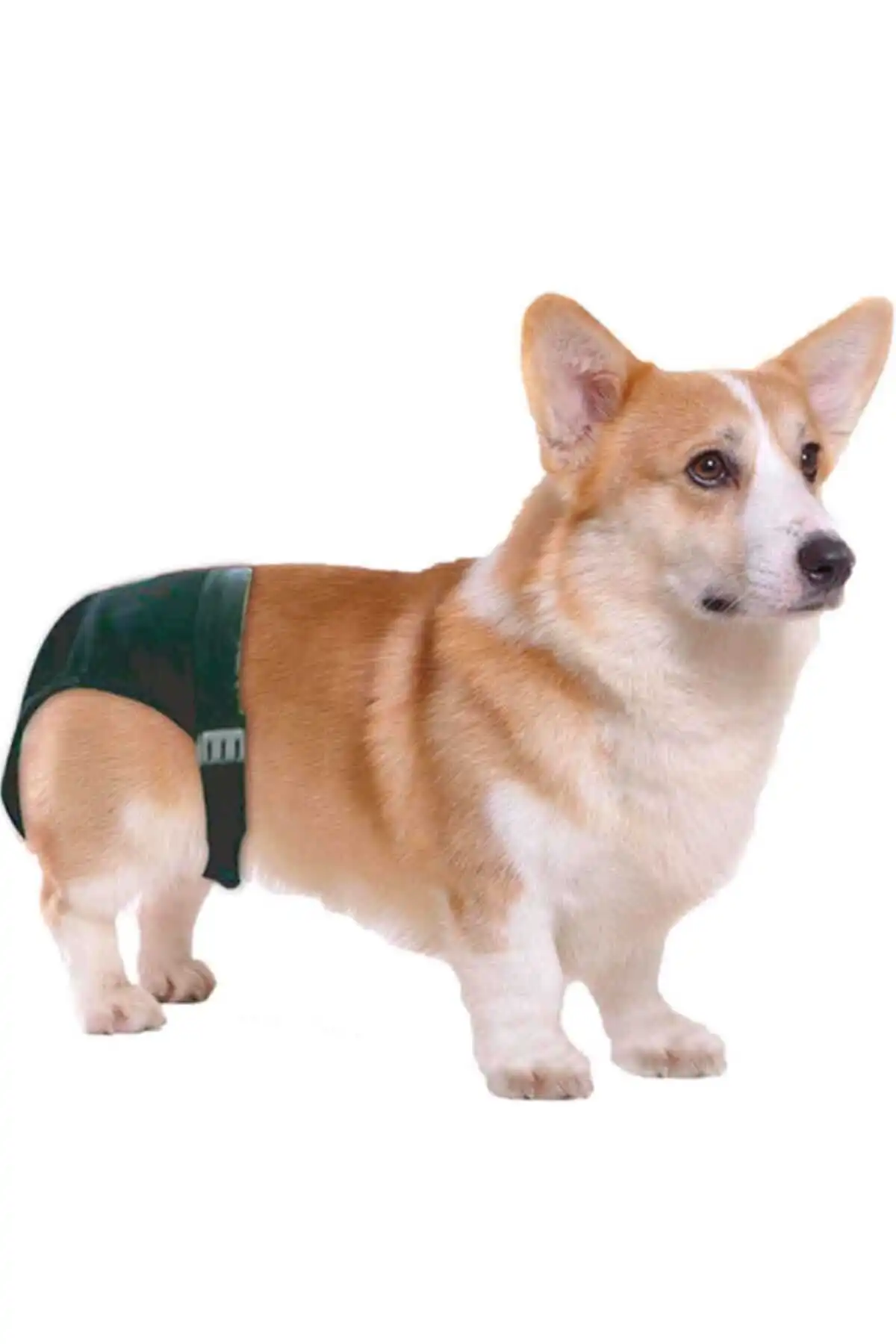 PAWISE - Pawise Köpek Külodu (S)