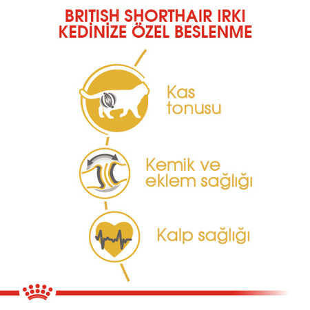 Royal Canin British Shorthair Adult Yetişkin Kedi Maması 10kg - Thumbnail