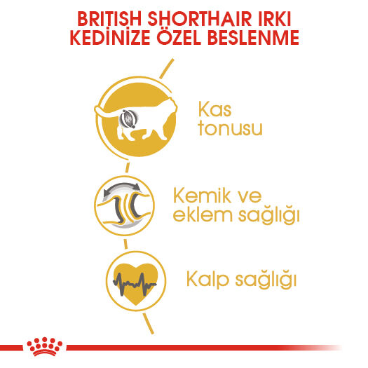 Royal Canin British Shorthair Adult Yetişkin Kedi Maması 10kg