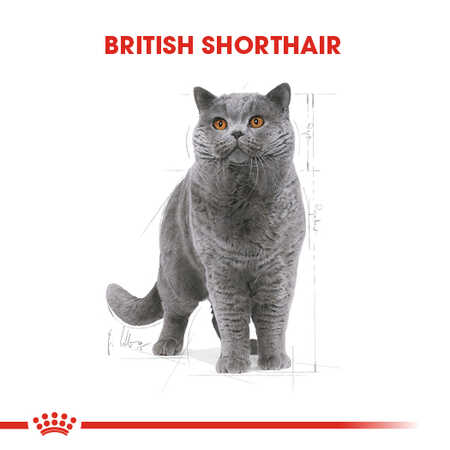 Royal Canin British Shorthair Yetişkin Kedi Konservesi 12x85gr (12li) - Thumbnail